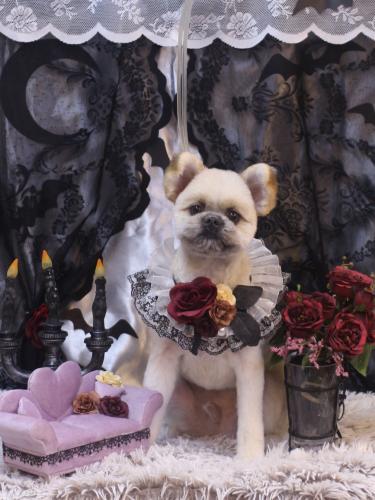 20231018グランくん